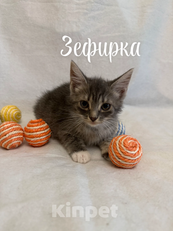 Кошки в Санкт-Петербурге: Котенок Зефирка Девочка, Бесплатно - фото 5
