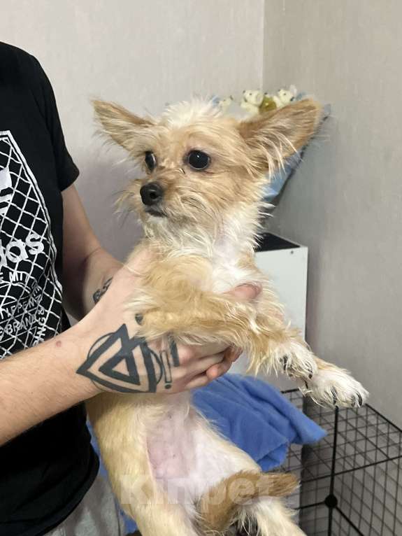 Собаки в Владимире: собака помесь ши-тцу и дворняги  Девочка, 5 000 руб. - фото 3