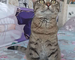 Кошки в Нижнем Новгороде: Котенок  Мальчик, 1 руб. - фото 3