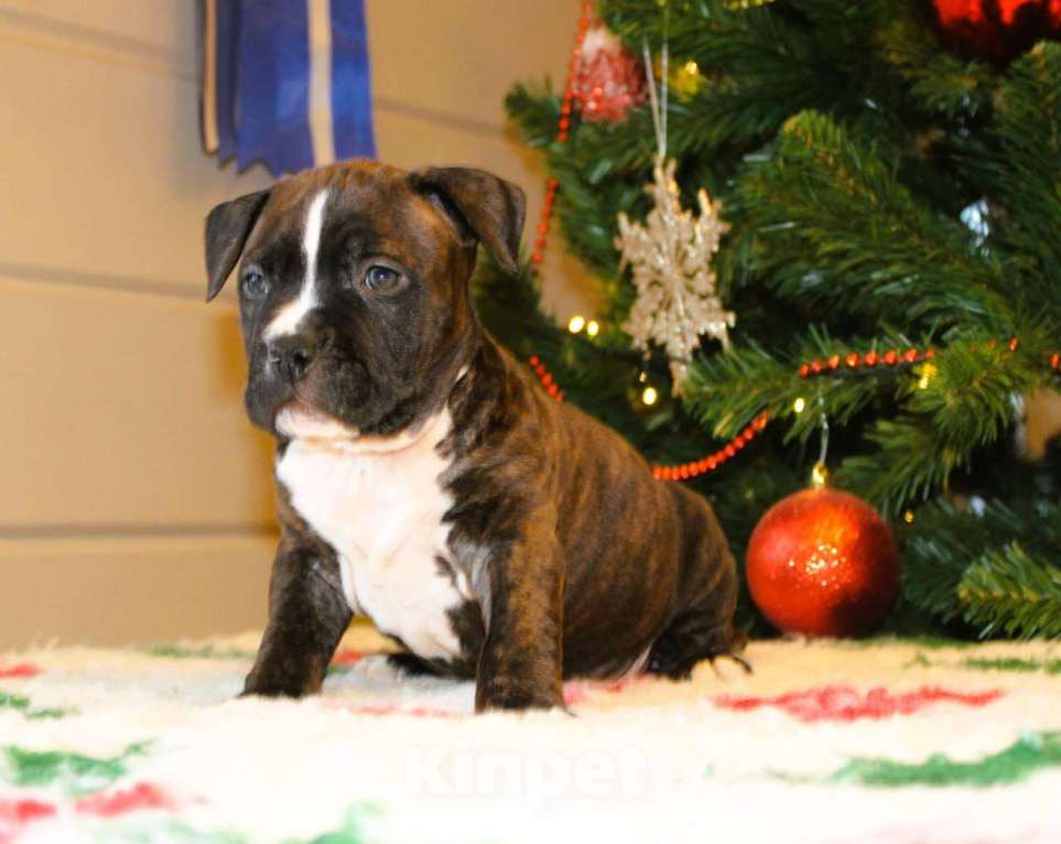 Собаки в других городах Московской области: Мальчик амстафф Мальчик, 60 000 руб. - фото 5