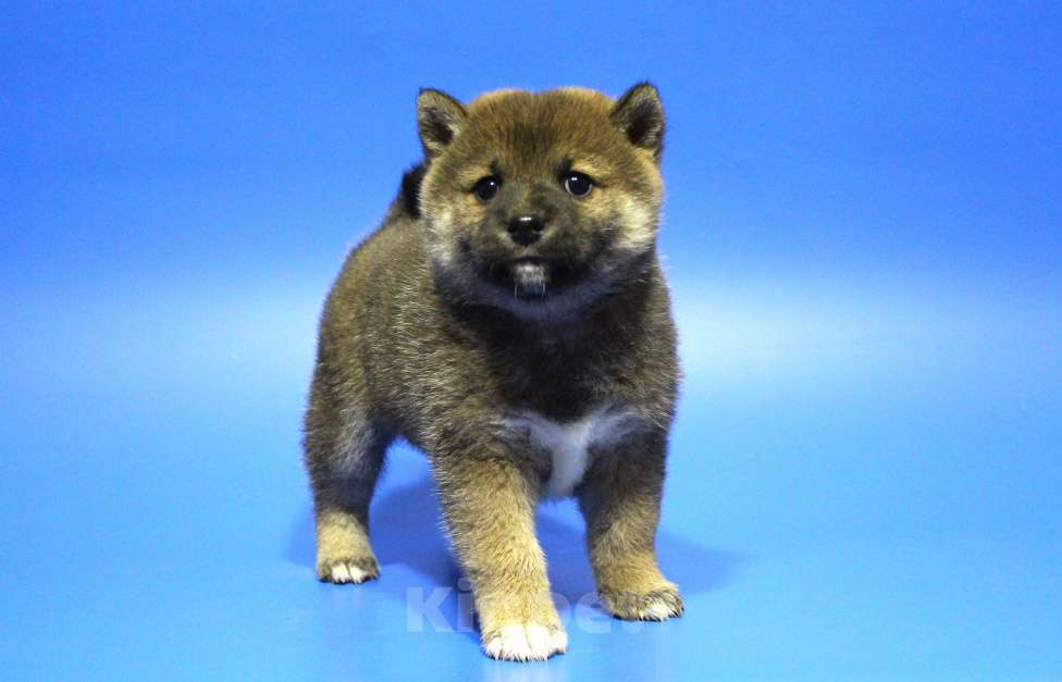 Собаки в Москве: Щенок сиба ину Мальчик, 40 000 руб. - фото 5