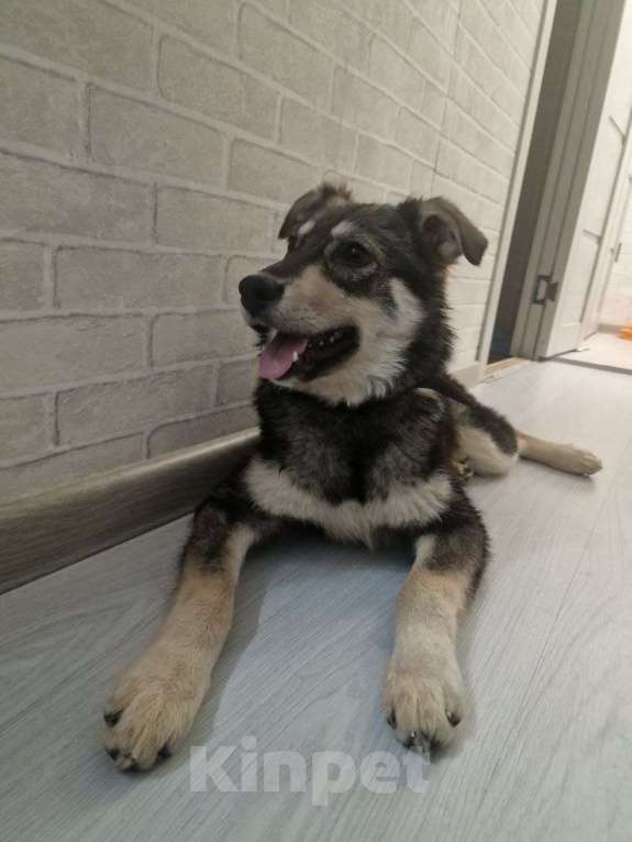 Собаки в Лосином-Петровском: Даная якутенок в добрые руки Девочка, Бесплатно - фото 7