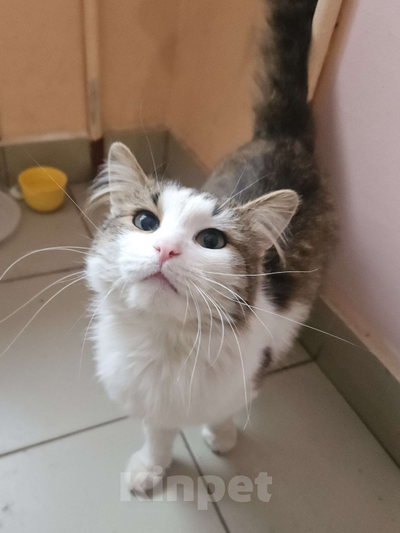 Кошки в Москве: Котик Пуш в добрые руки Мальчик, 1 руб. - фото 1