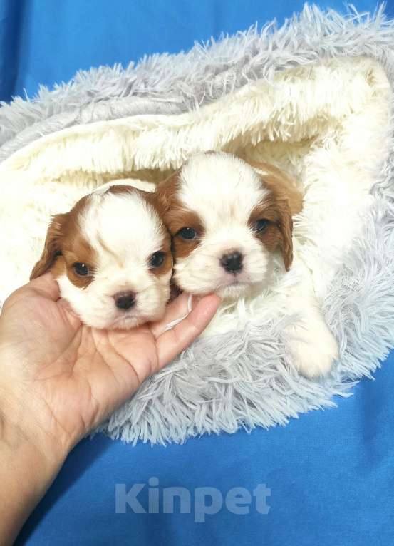 Собаки в Москве: кавалер кинг чарльз спаниель мальчик Мальчик, 50 000 руб. - фото 2