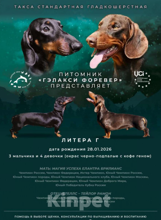 Собаки в Твери: Щенки таксы стандарт Мальчик, 50 000 руб. - фото 2