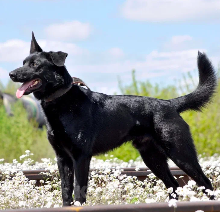 Собаки в Москве: Дик Мальчик, Бесплатно - фото 3