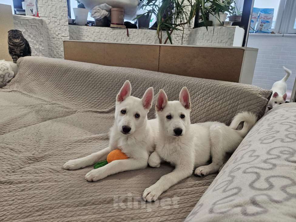 Собаки в Люберцах: Стоимость договорная Мальчик, 20 000 руб. - фото 7