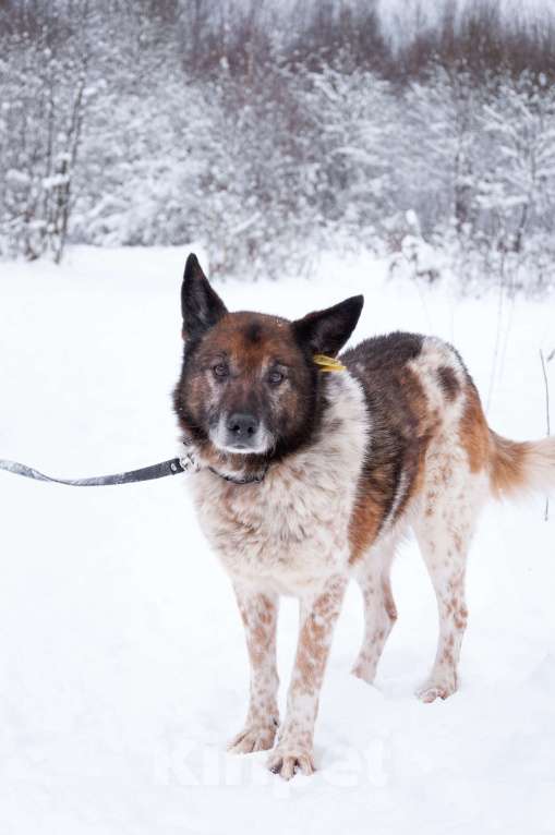 Собаки в Ногинске: Ищет достойное общество: Терентий Петрович. Кавалер, аристократ, идеальный компаньон. Мальчик, Бесплатно - фото 10