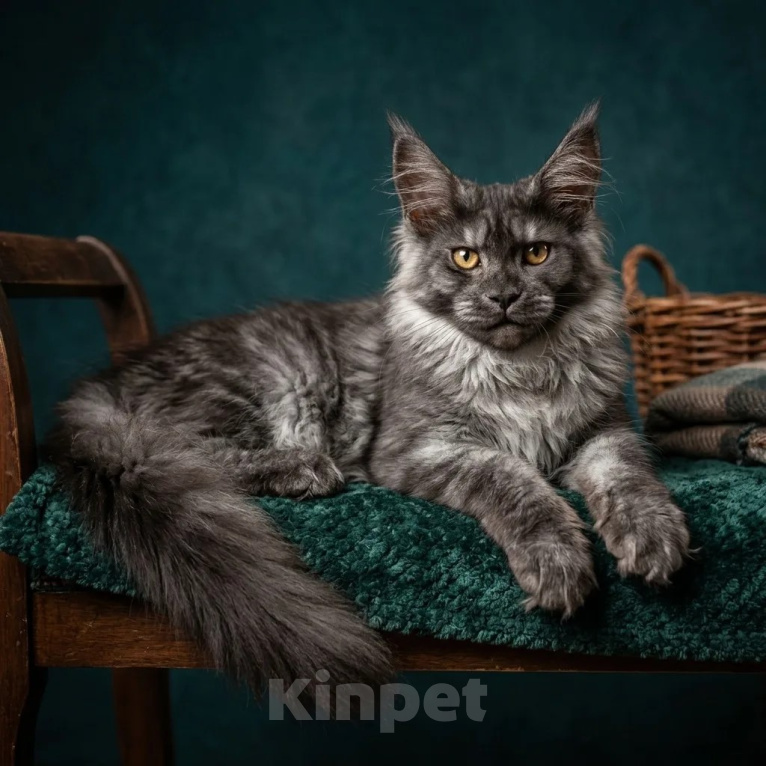 Кошки в других городах Московской области: котенок мейн-кун, девочка,4 месяца Девочка, 75 000 руб. - фото 1