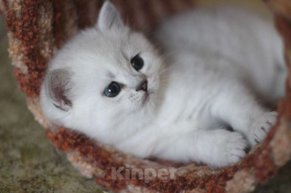 Кошки в Серпухове: Британские котята Мальчик, 25 000 руб. - фото 3