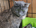 Кошки в Санкт-Петербурге: Кругленькая, смешная и очень трогательная Кася Девочка, Бесплатно - фото 2