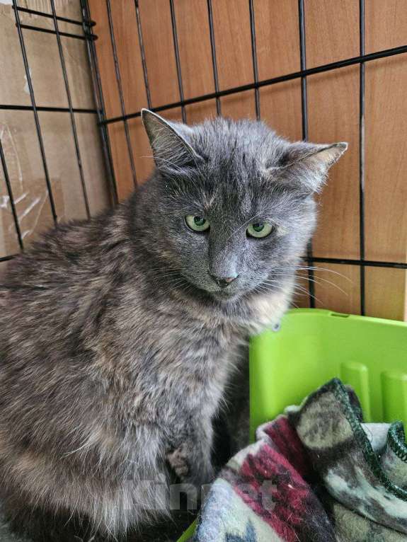 Кошки в Санкт-Петербурге: Кругленькая, смешная и очень трогательная Кася Девочка, Бесплатно - фото 2