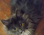 Кошки в Москве: Серенькая с белым  маленькая сибирячка Девочка, 15 000 руб. - фото 2