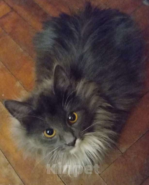 Кошки в Москве: Серенькая с белым  маленькая сибирячка Девочка, 15 000 руб. - фото 2
