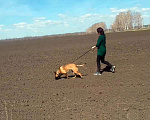 Собаки в Самаре: щенки малинуа Мальчик, 50 000 руб. - фото 3