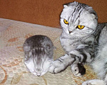 Кошки в Батайске: Котята шотландские, 4 000 руб. - фото 1