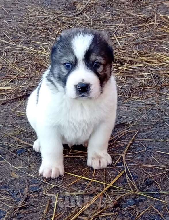 Собаки в Печоре: Щенок САО Мальчик, 35 000 руб. - фото 1