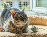 Кошки в Москве: Котик Луня в добрые руки Мальчик, Бесплатно - фото 2