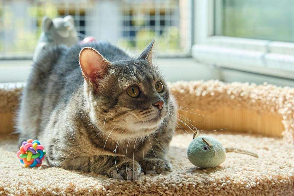 Кошки в Москве: Котик Луня в добрые руки Мальчик, Бесплатно - фото 2