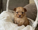 Собаки в Химках: Малыши мальтипу Девочка, 150 000 руб. - фото 3