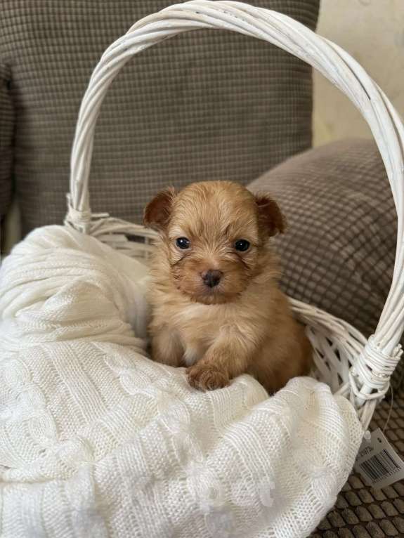 Собаки в Химках: Малыши мальтипу Девочка, 150 000 руб. - фото 3