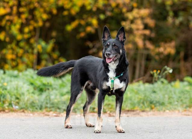 Собаки в Москве: Ампер Мальчик, Бесплатно - фото 5