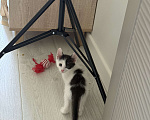 Кошки в других городах Московской области: Котик по кличке пират 🏴‍☠️ 2 месяца.  Мальчик, 100 руб. - фото 3