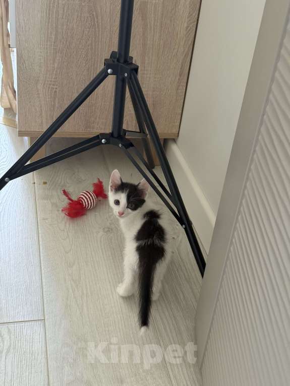 Кошки в других городах Московской области: Котик по кличке пират 🏴‍☠️ 2 месяца.  Мальчик, 100 руб. - фото 3