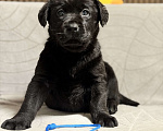 Собаки в других городах Московской области: Черный щенок лабрадора Мальчик, 80 000 руб. - фото 6
