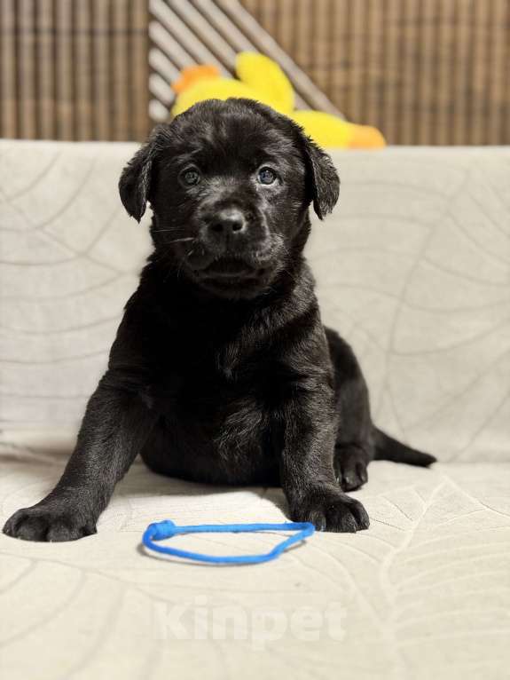 Собаки в других городах Московской области: Черный щенок лабрадора Мальчик, 80 000 руб. - фото 6