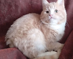 Кошки в Москве: Кремовый шотландский котик Мальчик, Бесплатно - фото 2