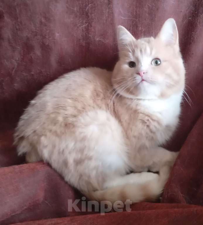 Кошки в Москве: Кремовый шотландский котик Мальчик, Бесплатно - фото 2