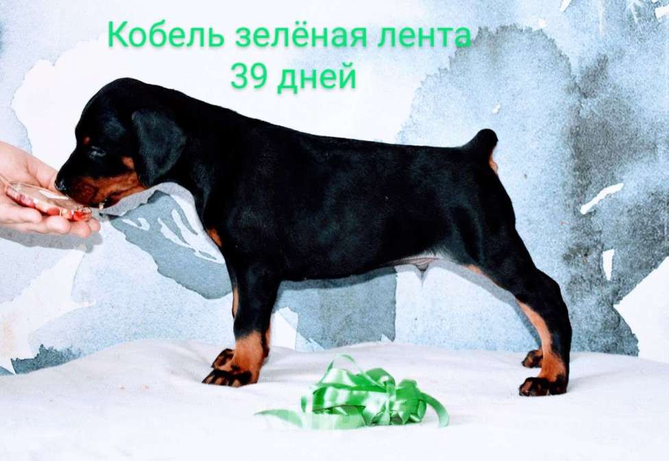 Собаки в Воронеже: Сенатор Мальчик, 100 000 руб. - фото 2