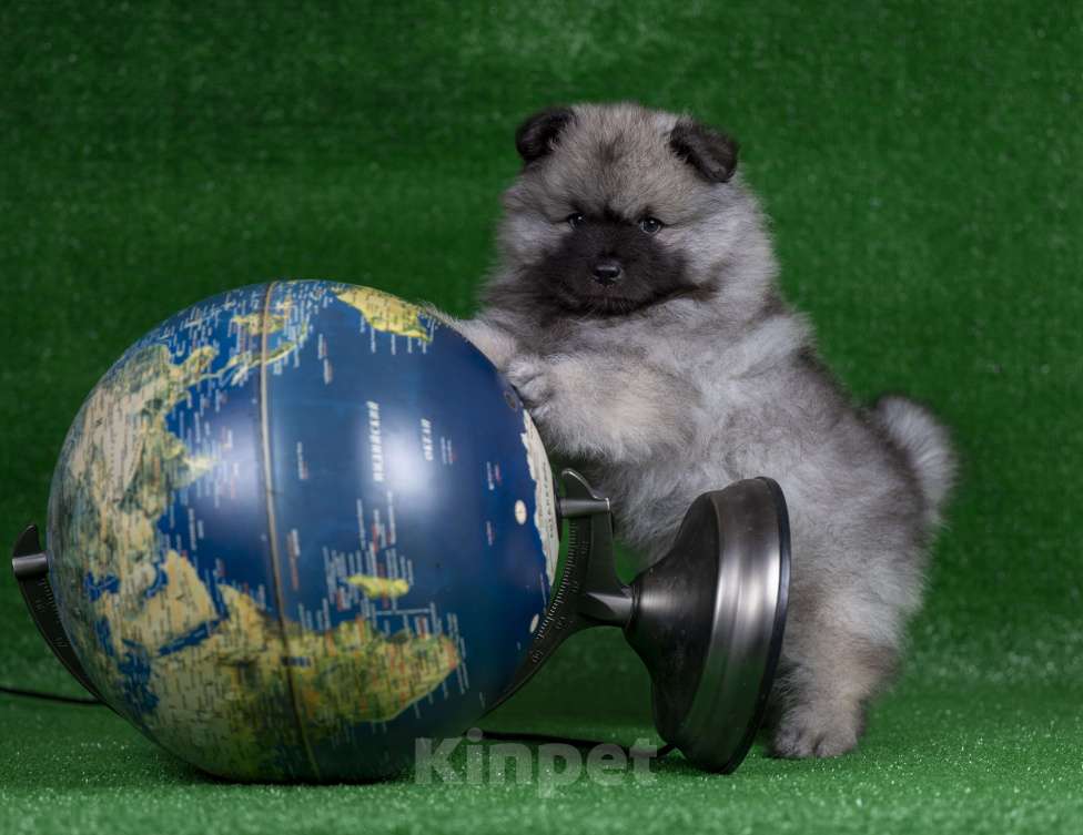 Собаки в Перми: Щенок Вольфшпиц Мальчик, 85 000 руб. - фото 2