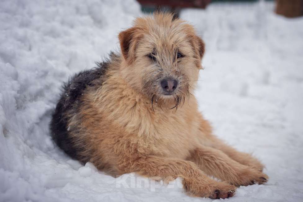 Собаки в Москве: щенок Флинт ищет семью Девочка, Бесплатно - фото 10