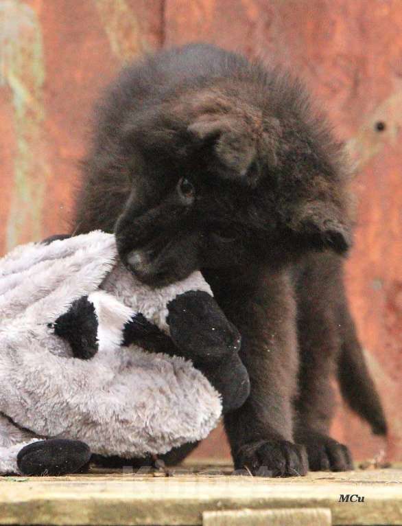 Собаки в Электростали: Чёрный мальчик Мальчик, 60 000 руб. - фото 2