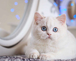 Кошки в Москве: Британский котенок Вьюга Девочка, 140 000 руб. - фото 8