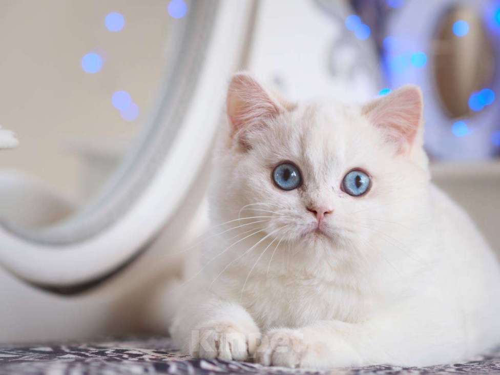 Кошки в Москве: Британский котенок Вьюга Девочка, 140 000 руб. - фото 8
