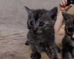 Кошки в Подольске: Котенок мальчик серый  Мальчик, Бесплатно - фото 3