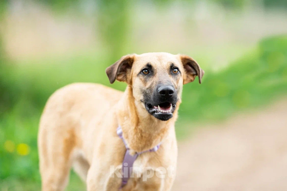 Собаки в Москве: Собака в дар Девочка, Бесплатно - фото 10
