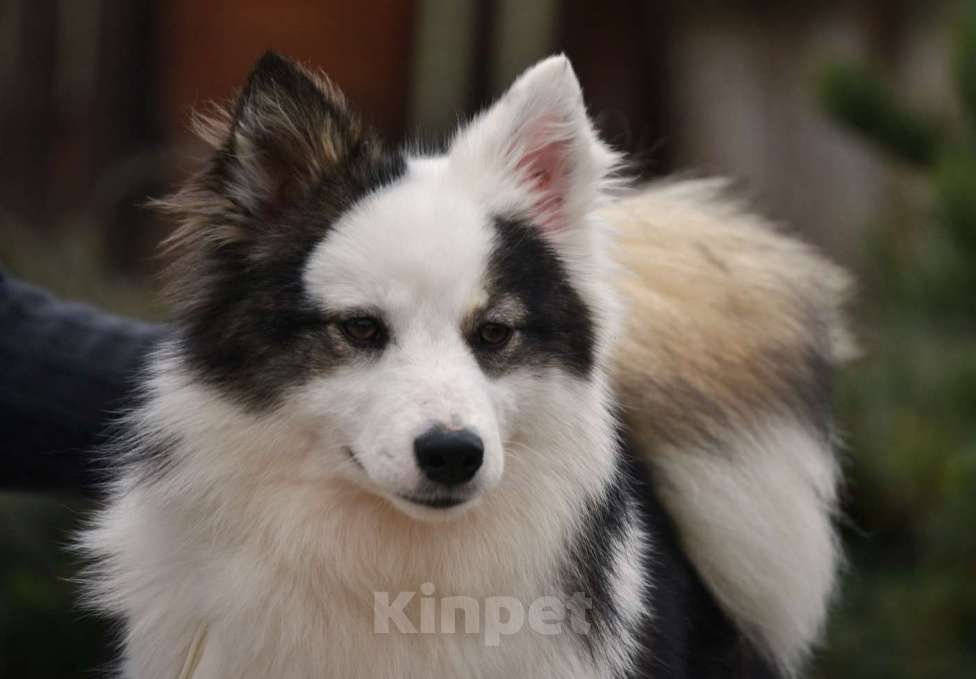 Собаки в Москве: Ненецкая оленегонная лайка. Сука Алекса. Девочка, 75 000 руб. - фото 1