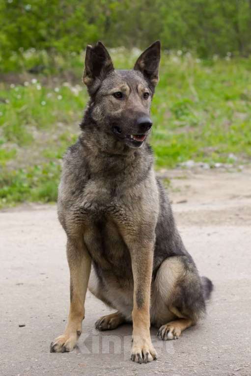 Собаки в Москве: Пайпер Девочка, Бесплатно - фото 5