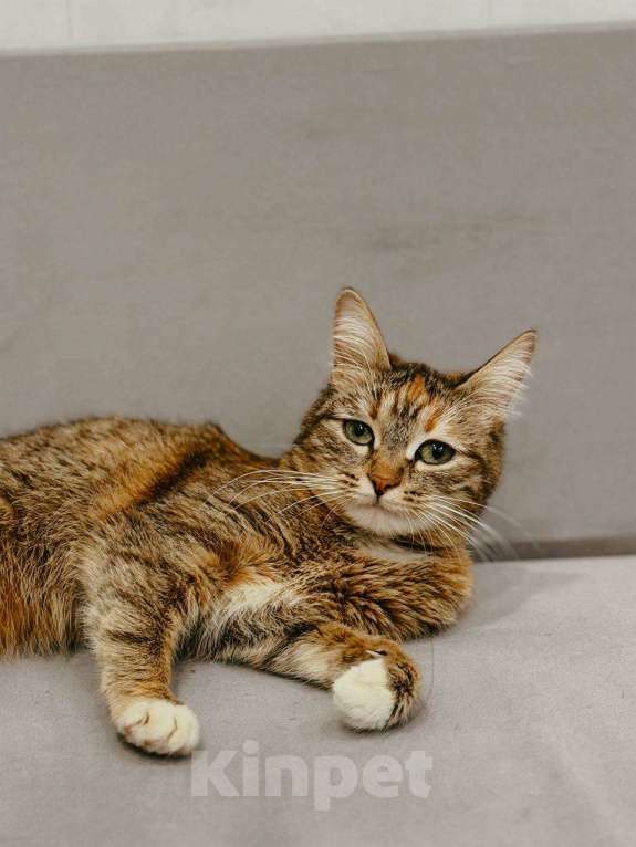 Кошки в Балашихе: Мармеладка Девочка, Бесплатно - фото 4