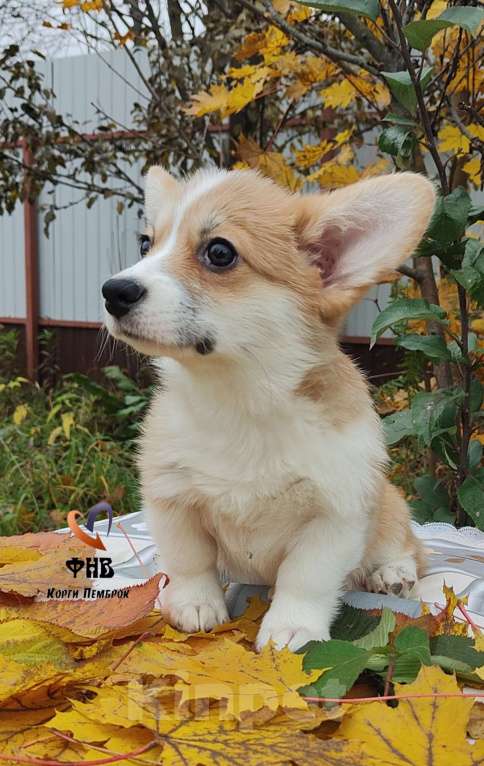 Собаки в Москве: Девочка вельш корги пемброк  Девочка, 55 000 руб. - фото 5
