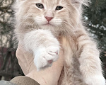 Кошки в Санкт-Петербурге: Котята Мейн Кун  Мальчик, 45 000 руб. - фото 3
