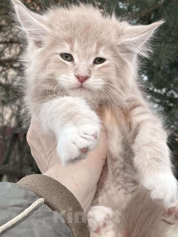 Кошки в Санкт-Петербурге: Котята Мейн Кун  Мальчик, 45 000 руб. - фото 3