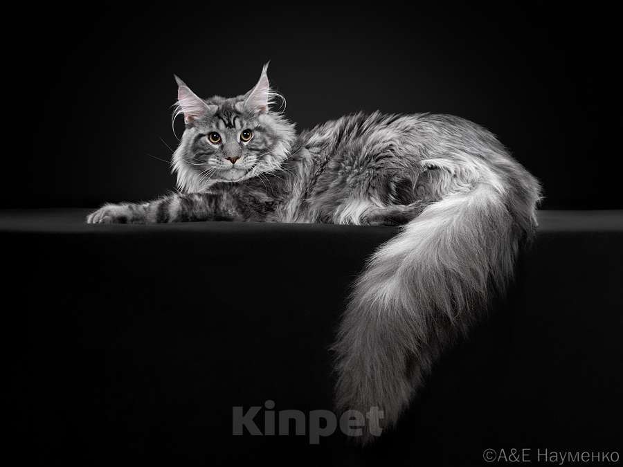 Кошки в Москве: Породные котята мейн-кун от международных чемпионов Мальчик, 60 000 руб. - фото 2