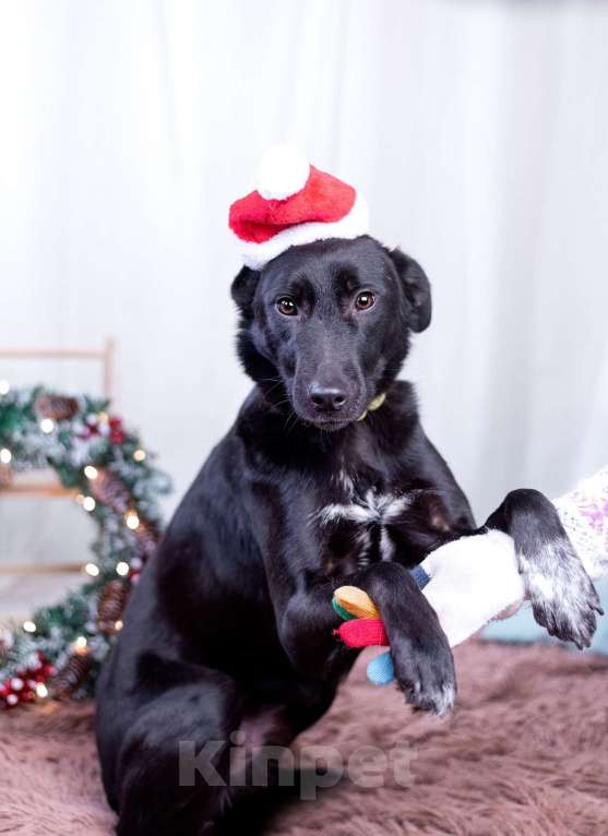 Собаки в других городах Московской области: Малыш в добрые руки  Мальчик, Бесплатно - фото 3