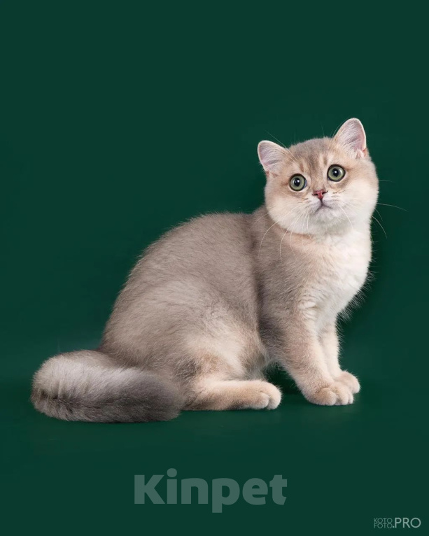 Кошки в Новосибирске: Британские золотые котята и подростки Разнополые, 50 000 руб. - фото 6
