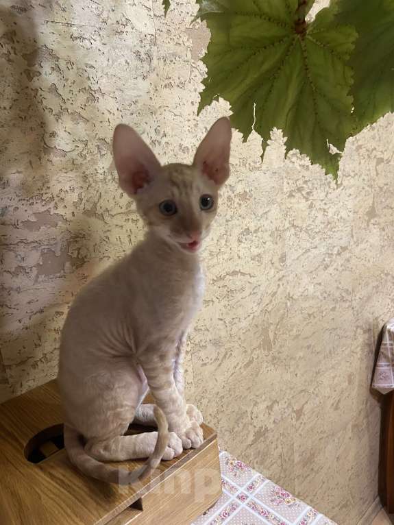 Кошки в Санкт-Петербурге: Котята Корниш рекс Мальчик, 20 000 руб. - фото 3